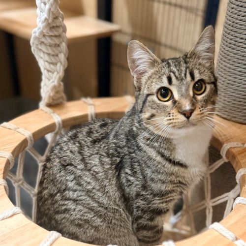 Sylvian - Domestic Short Hair (DSH) Cat