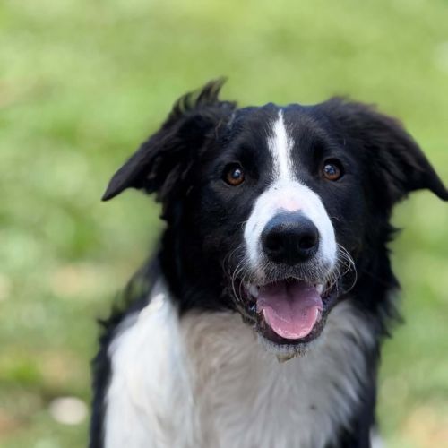 Prince - Border Collie Dog