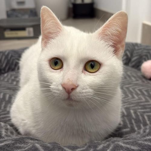 Yuki - Domestic Short Hair (DSH) Cat