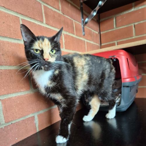 Vera! 🌈 - Domestic Short Hair (DSH) Cat