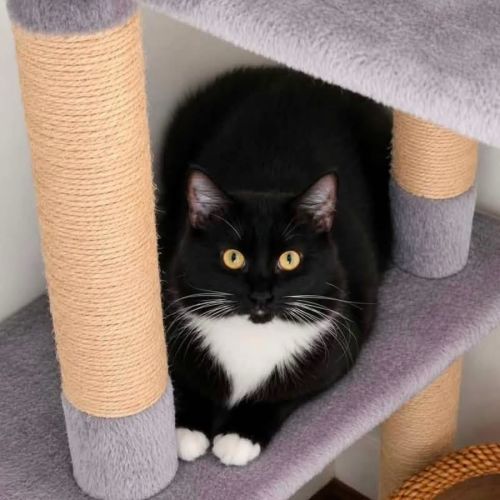 13707 - Hairy McLary - Domestic Medium Hair (DMH) Cat