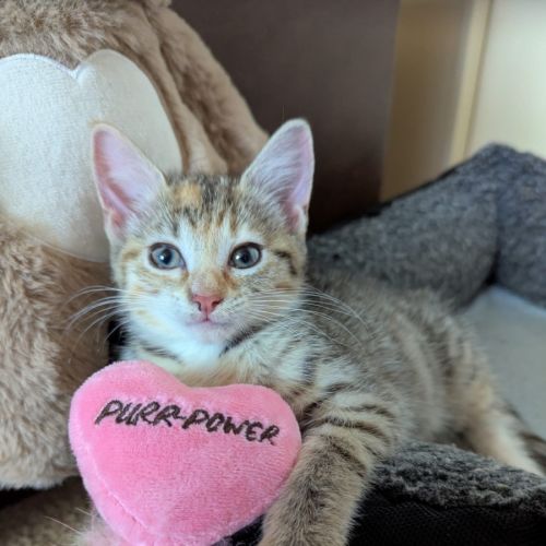 Honey - Domestic Short Hair (DSH) Cat