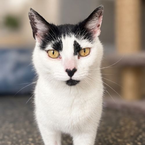 Maxie - Domestic Short Hair (DSH) Cat