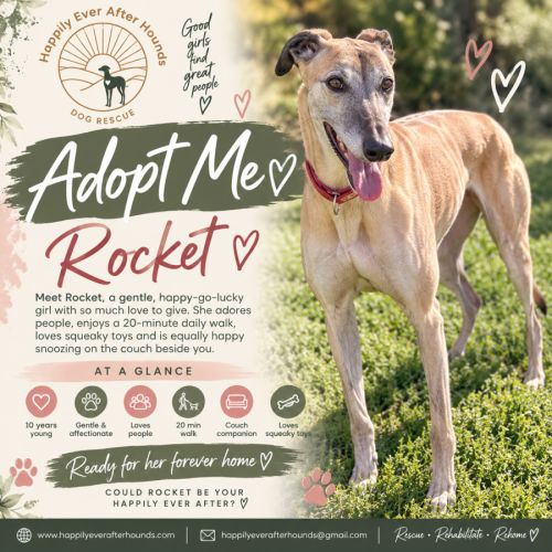 Rocket - Greyhound Dog