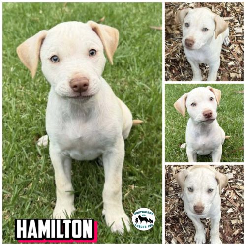 Hamilton  - Labrador Retriever Dog