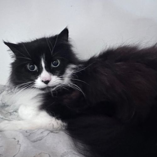 Luke - Domestic Medium Hair (DMH) Cat