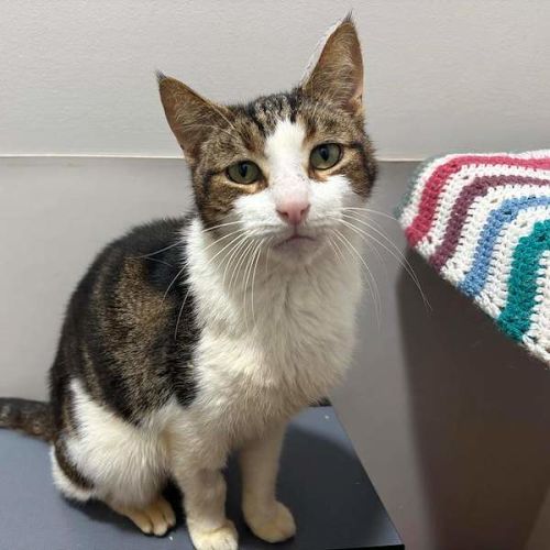 Olaf - Domestic Short Hair (DSH) Cat