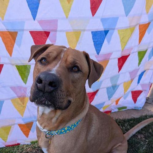 Ted - Rhodesian Ridgeback Dog
