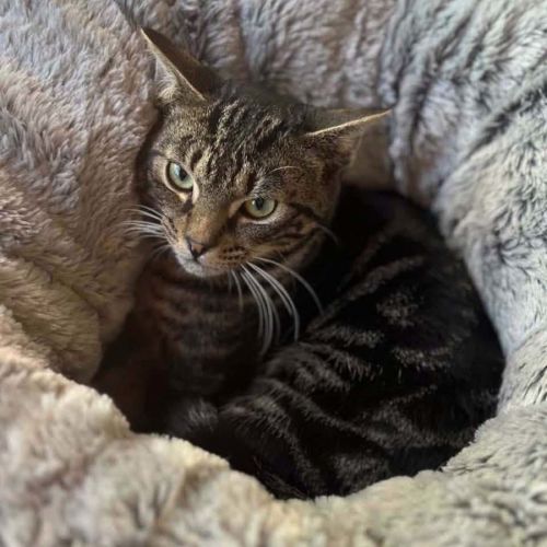 13990 - Lil Tommy - Domestic Short Hair (DSH) Cat
