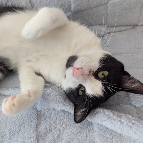 Monty - 1.5 Year Old Domestic Short Hair X - Domestic Short Hair (DSH) Cat