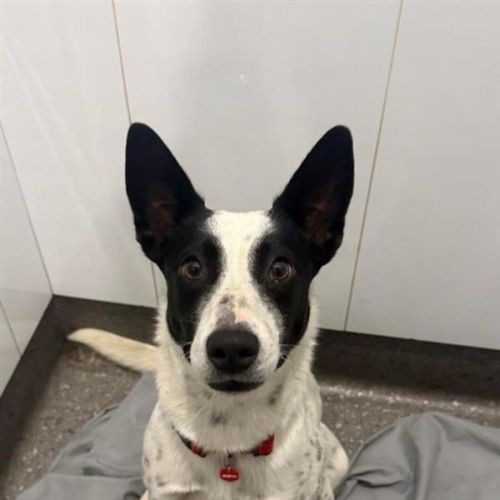Baby - Australian Kelpie x Australian Cattle Dog