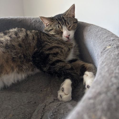 Normie 💙 - Domestic Short Hair (DSH) Cat