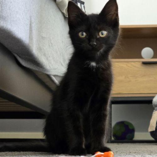 Kachadda - Domestic Short Hair (DSH) Cat