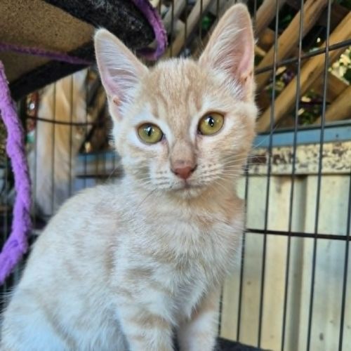 Molly - Domestic Short Hair (DSH) Cat
