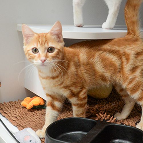 Leaf - Domestic Short Hair Cat