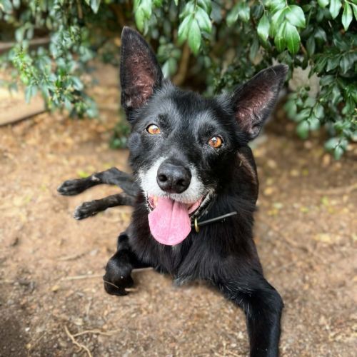 Riley - Australian Kelpie Dog