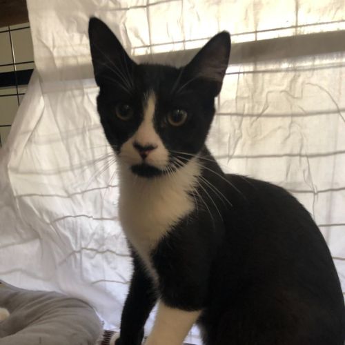 Ferrero - Domestic Short Hair (DSH) Cat