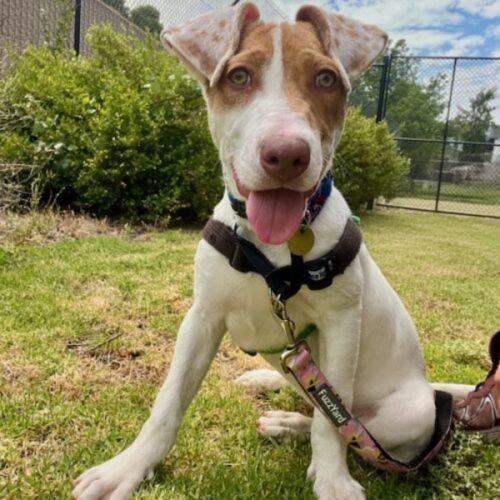 Spice - Bull Arab Dog