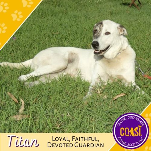 Titan - Australian Kelpie x Mixed breed Dog