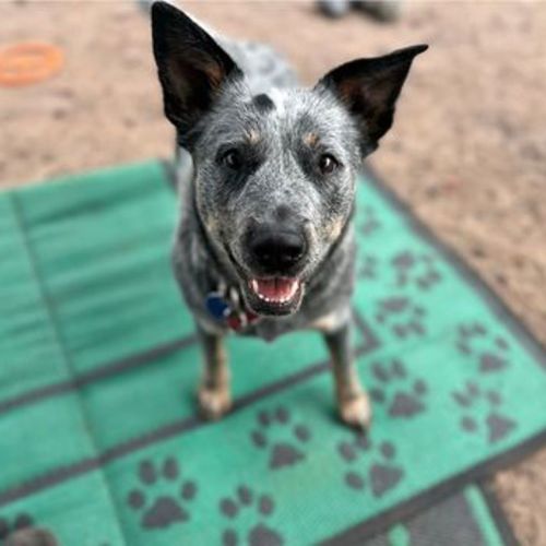 Violet - Australian Cattledog