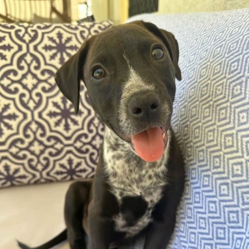 Mulga  - Australian Cattle Dog