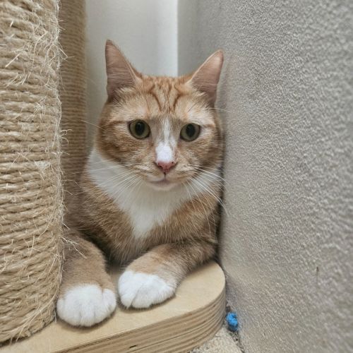 Marmelade - Domestic Short Hair (DSH) Cat
