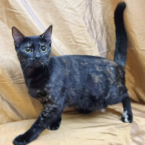 Dove - Domestic Medium Hair (DMH) Cat