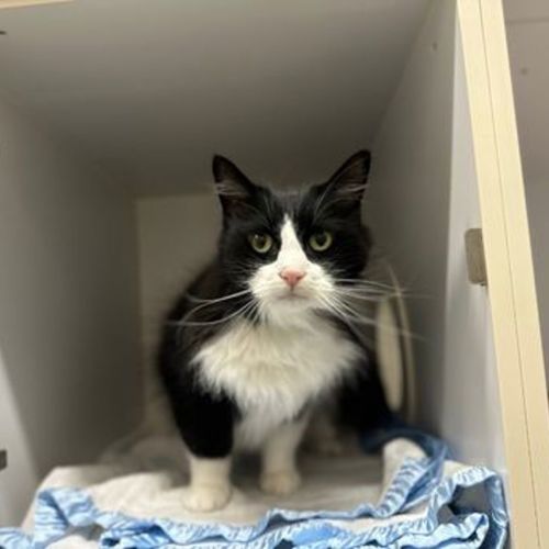 Choco - Domestic Medium Hair Cat