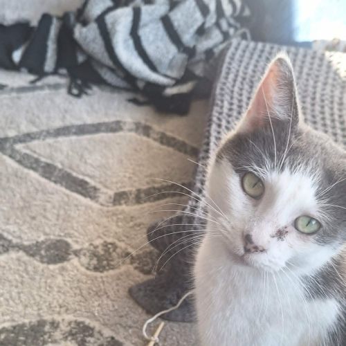 Daisy - Domestic Short Hair (DSH) Cat