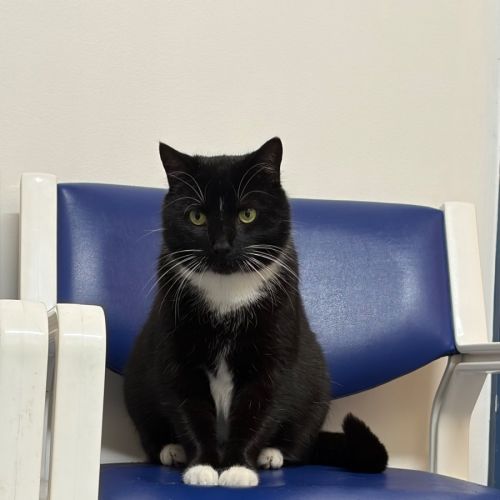 Socks (with Stripey) - Domestic Short Hair (DSH) Cat