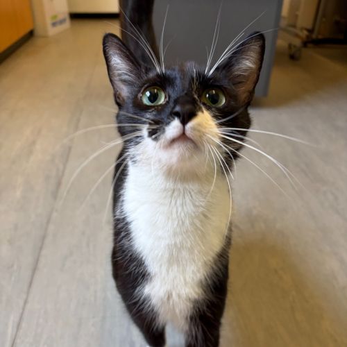 Panda - Domestic Short Hair (DSH) Cat