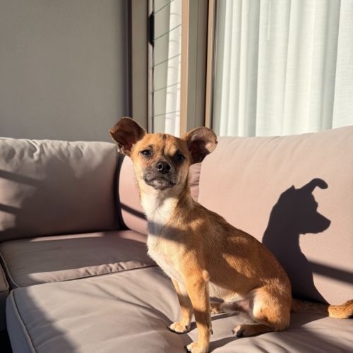Georgie - Chihuahua Dog