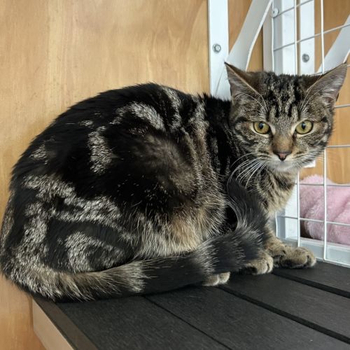 Venus  - Domestic Short Hair (DSH) Cat