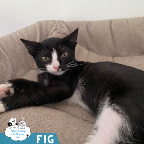 Fig - Domestic Short Hair (DSH) Cat