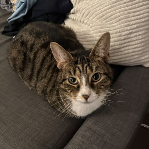Artemis - Domestic Short Hair (DSH) Cat