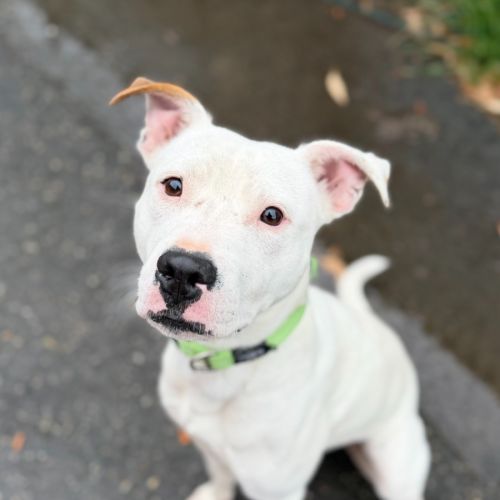 Spot - Staffordshire Bull Terrier Dog