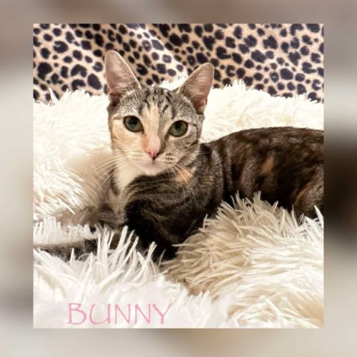 Bunny - Domestic Short Hair (DSH) Cat