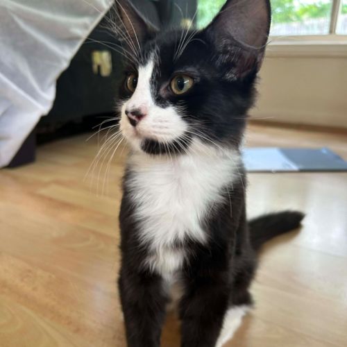 Frank - Domestic Short Hair (DSH) Cat