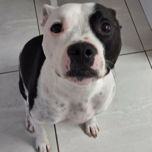 Harley - Staffordshire Bull Terrier Dog