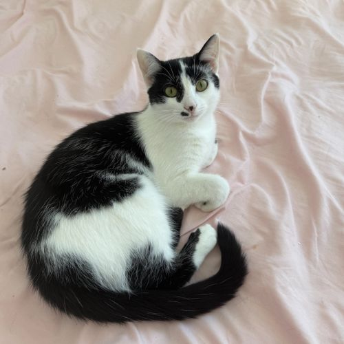 Rocket Scott - Domestic Short Hair (DSH) Cat