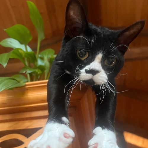 Kitty Cat - Devon Rex Cat