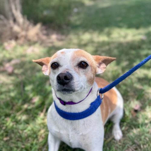 Phoebe - Jack Russell Terrier Dog
