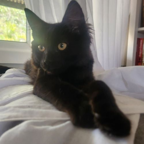 Demsey - Domestic Short Hair (DSH) Cat