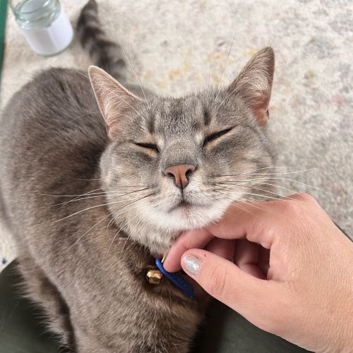 Roxy - Domestic Short Hair (DSH) Cat