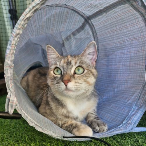 Val - Domestic Short Hair (DSH) x Ragdoll Cat