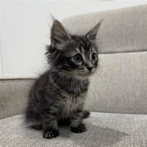 Yin - Domestic Medium Hair (DMH) Cat
