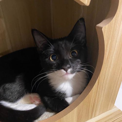 Abigail - Domestic Short Hair (DSH) Cat