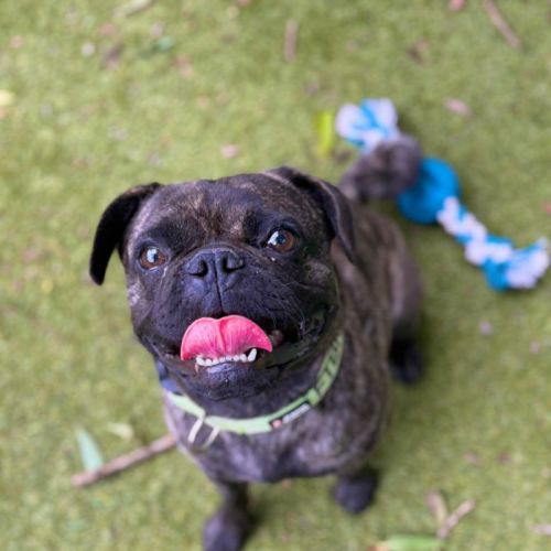 Ozzy - French Bulldog x Pug Dog