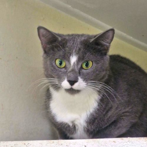 Rappi - Domestic Short Hair (DSH) Cat