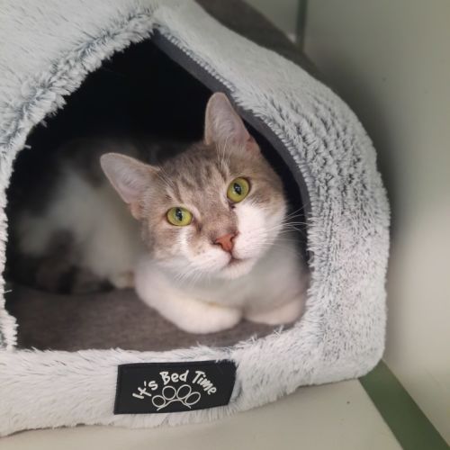 Fish - Domestic Short Hair Cat